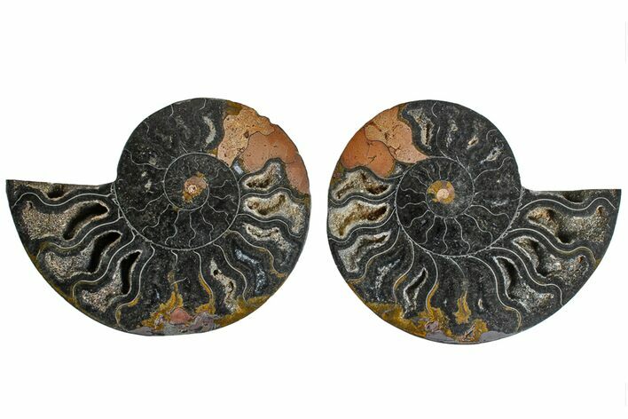 Cut/Polished Ammonite Fossil - Unusual Black Color #165487